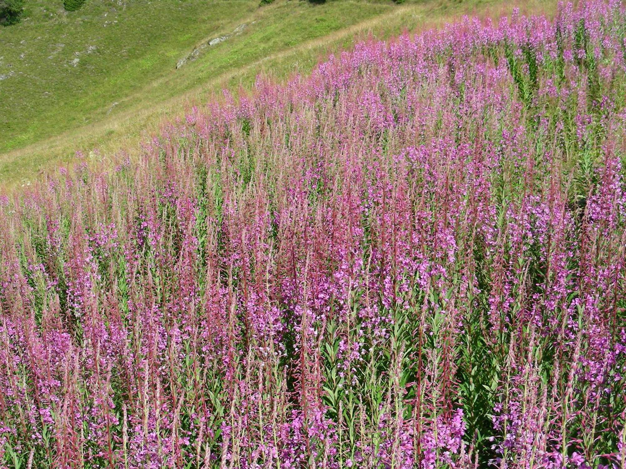 Villetta Val Di Sole コンメッツァドゥーラ エクステリア 写真